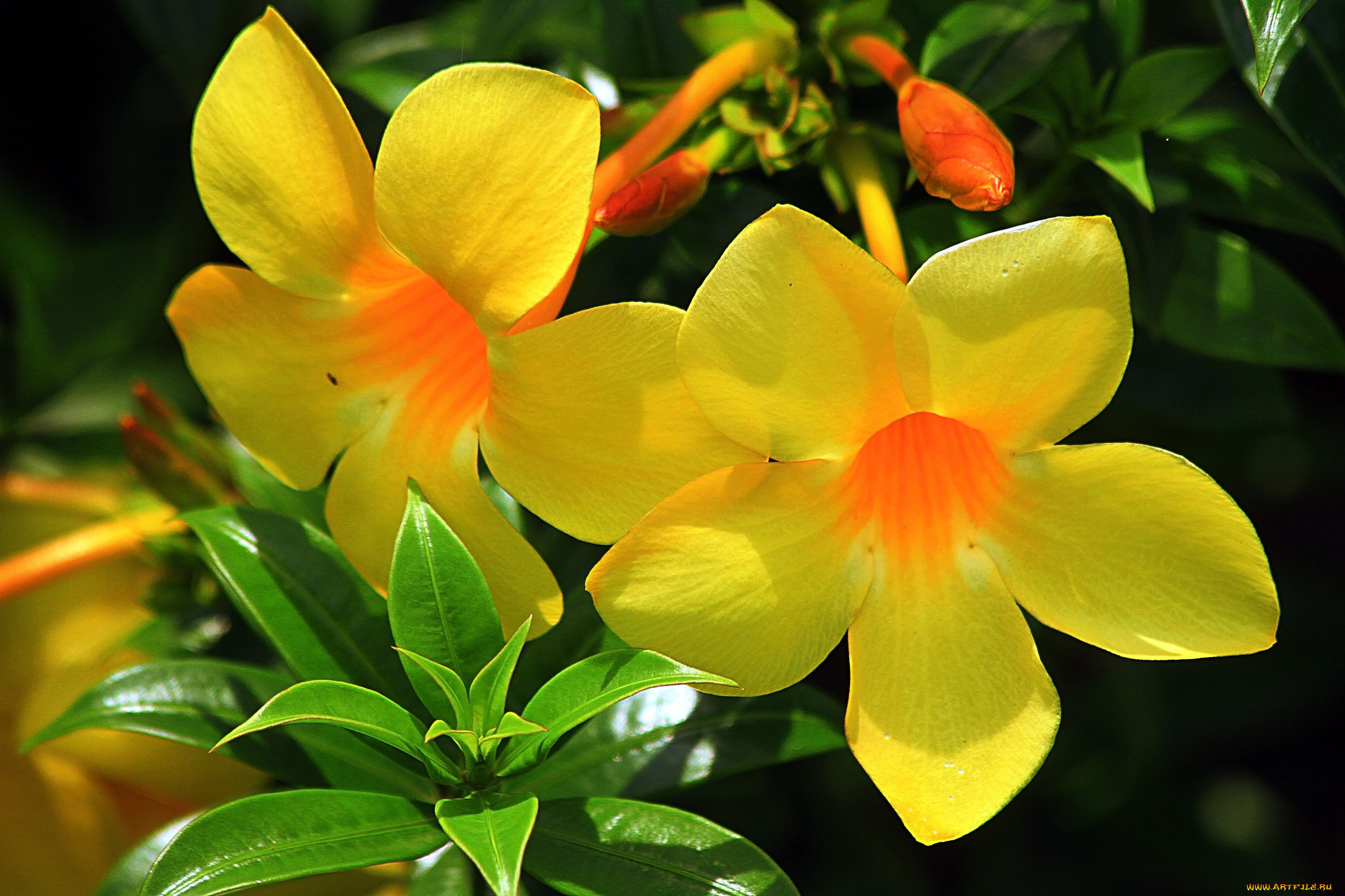 Флавер. Алламанда. Алламанда слабительная (Allamanda cathartica). Дипладения аламанда. Йеллоу Флауэр.